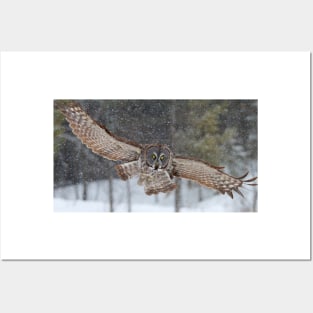 Incoming! - Great Grey Owl Posters and Art